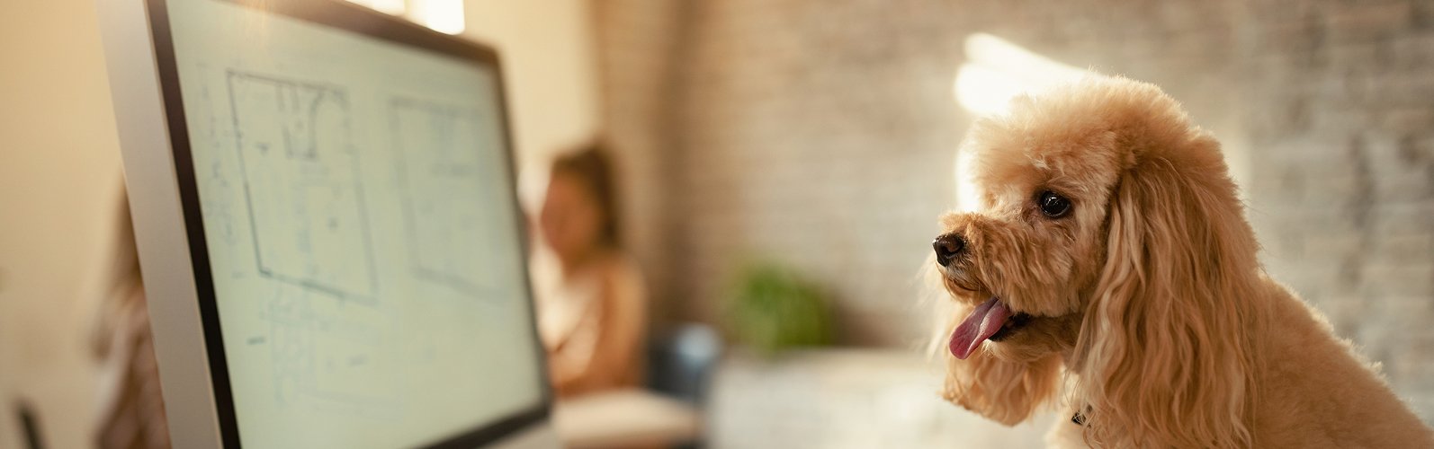 Argos Blog Loulous De Bureau Bandeau