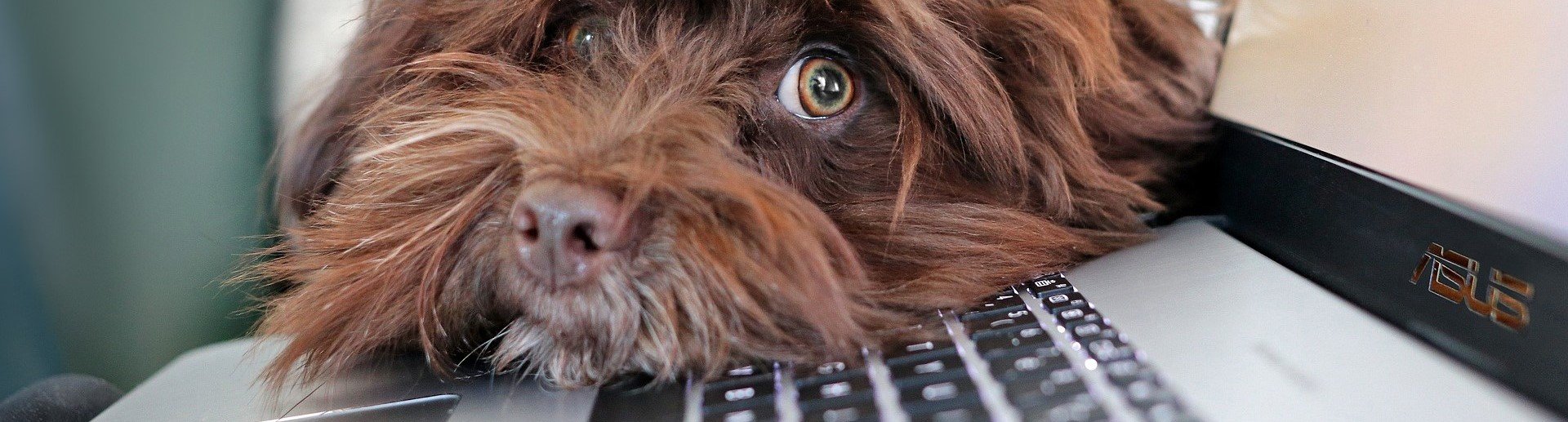 Loulous de bureau